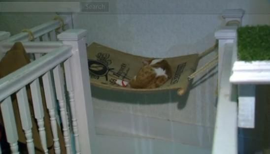 圖為加拿大首家貓咪咖啡館。