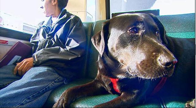 伊柯麗斯(Eclipse)搭乘公車。