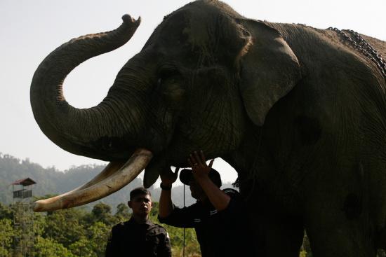 圖為大象巡邏隊(duì)里的大象。來(lái)源：法新社。