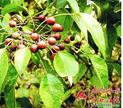 261歲古樹(shù)棠梨“搬家” 業(yè)內(nèi)人士表示擔(dān)憂(圖) 261歲古樹(shù)棠梨“搬家” 業(yè)內(nèi)人士表示擔(dān)憂(圖)