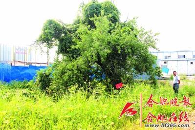 261歲古樹(shù)棠梨“搬家” 業(yè)內(nèi)人士表示擔(dān)憂(圖) 261歲古樹(shù)棠梨“搬家” 業(yè)內(nèi)人士表示擔(dān)憂(圖)