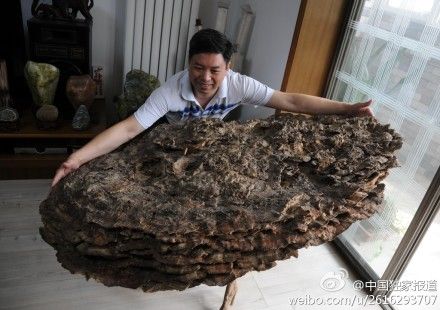 河北發(fā)現(xiàn)罕見野生靈芝 河北發(fā)現(xiàn)罕見野生靈芝