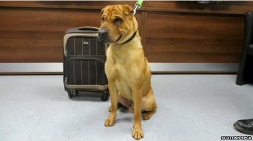 蘇格蘭動物權益慈善組織已經(jīng)通過芯片查出這只小狗的名字叫凱。