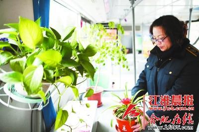 合肥公交司機(jī)自費購買《三字經(jīng)》裝飾車廂獲贊