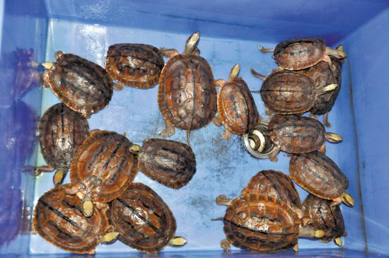 小偷入室不撬保險(xiǎn)柜偷烏龜 24只金錢龜值300萬