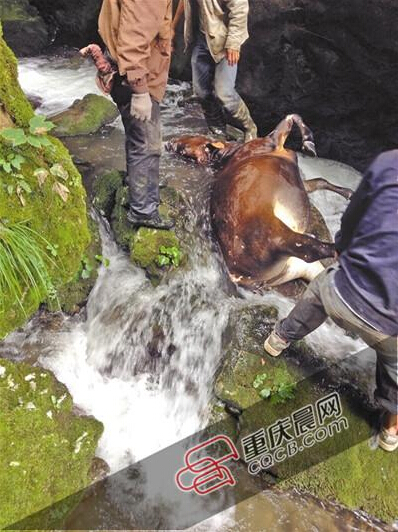 黃牛掉到懸崖下的小溪中。