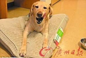 機智的導盲犬尤蘭達。