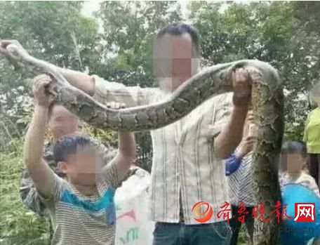 膽真大！男子抓野生大蟒燉湯 蟒蛇屬國家一級保護動物(圖)