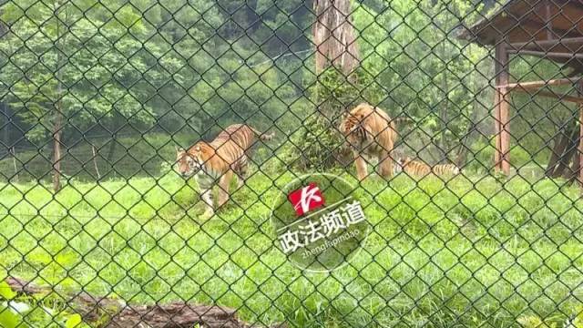 2女1男為逃票翻墻進(jìn)動物園 落地時周圍站了7只虎
