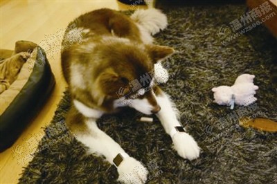 說到蘋果表，昨天的網(wǎng)友大為感嘆：人比人，氣死人了。不！是人比狗，氣死人。