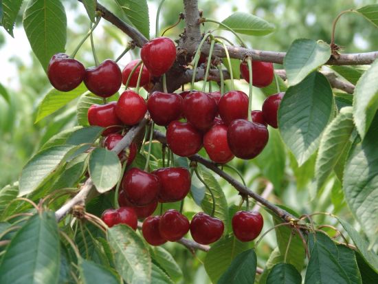 大連親子游采摘游海島游將成假日熱點(diǎn) 大連親子游采摘游海島游將成假日熱點(diǎn)