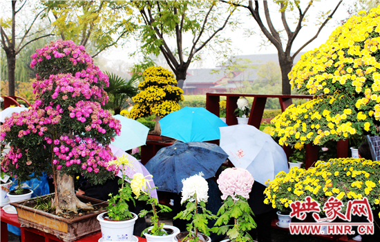 天好、花美 中國開封第32屆菊花文化節(jié)延長一周