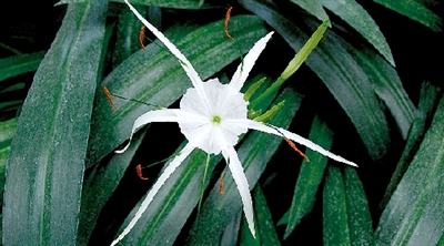 今天“芒種” 炎熱的夏天來(lái)了