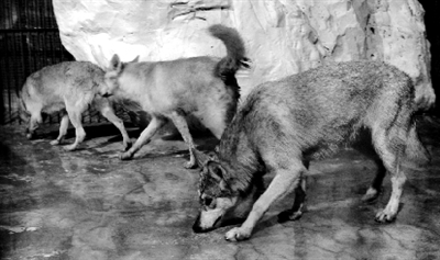 祖籍瑞士的北極狼入住鄭州海洋館 祖籍瑞士的北極狼入住鄭州海洋館