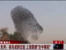 椋鳥(niǎo)成群遷徙 上演震撼“空中舞蹈”