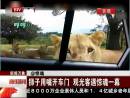 獅子用嘴開(kāi)車門 觀光客遇驚魂一幕