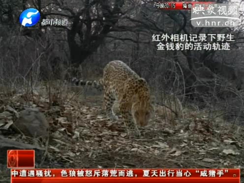 萌萌噠！濟源首次拍到金錢豹