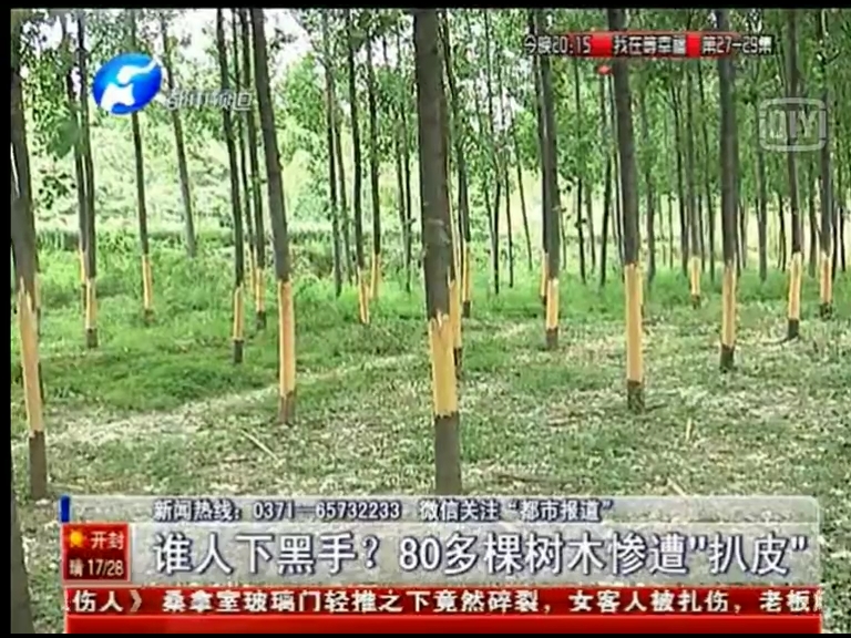 80多棵樹被“扒皮” 誰痛下黑手？