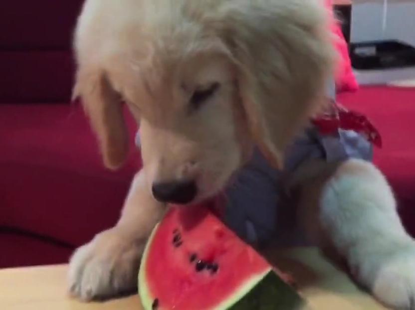 超萌金毛啃西瓜！夏天來了汪星人也要消暑??！