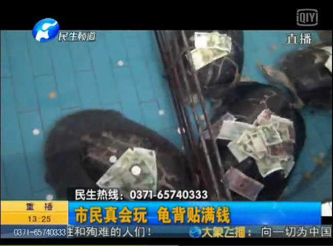 市民真會(huì)玩 龜背貼滿(mǎn)錢(qián)
