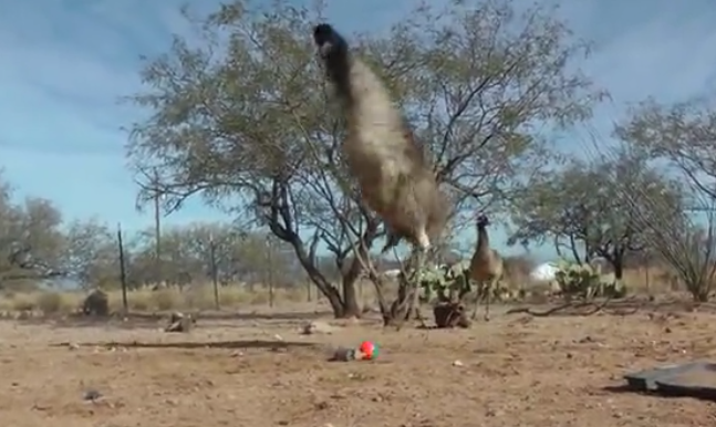 黃鼠狼帶球嚇得鴕鳥(niǎo)跳踢踏舞 原來(lái)是玩偶
