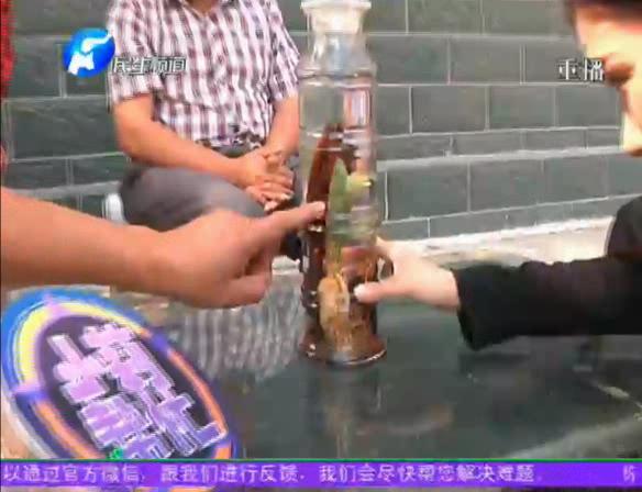 神奇！泡酒人參發(fā)芽長樹葉