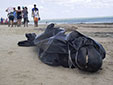 海洋環(huán)境惡化？巴西30鯨魚擱淺