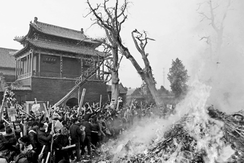 淮陽(yáng)太昊陵500歲古柏成枯樹