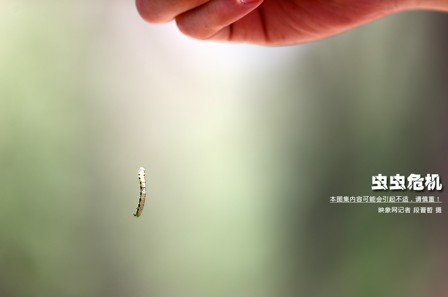 當(dāng)小蟲子從樹上垂絲而下懸在半空中時，給路上的行人帶來諸多不便