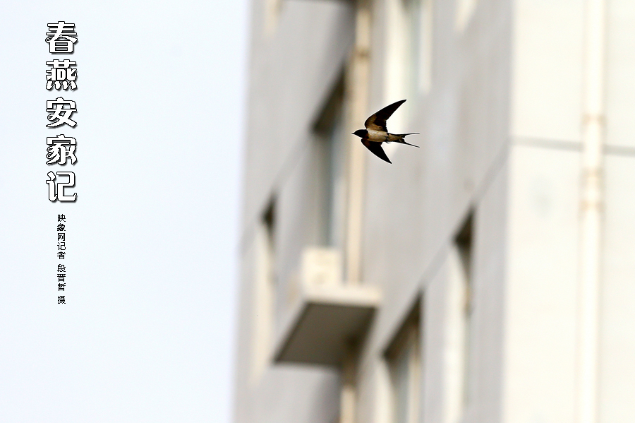 為了愛(ài)巢，每天奔波在樓宇間不斷努力