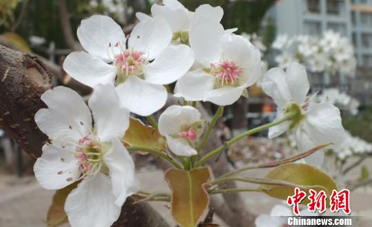 新疆百萬(wàn)畝梨花與“百花”爭(zhēng)春游人賞別樣春景